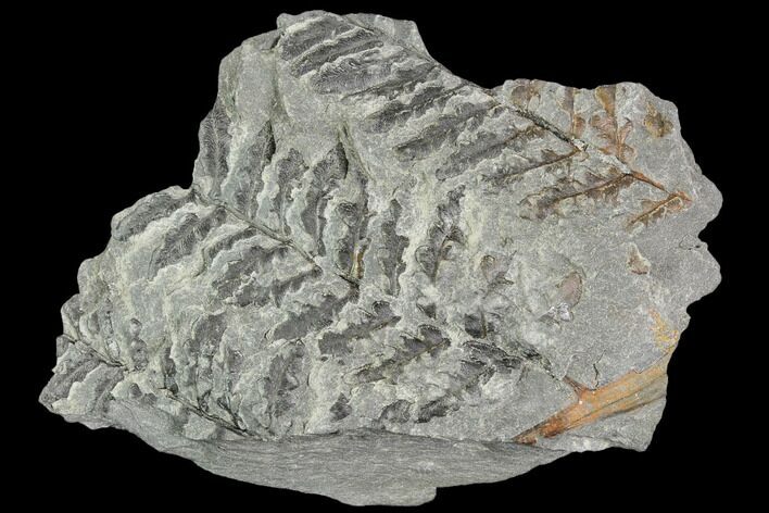 Pennsylvanian Fossil Fern (Lyginopteris) - Alabama #112760